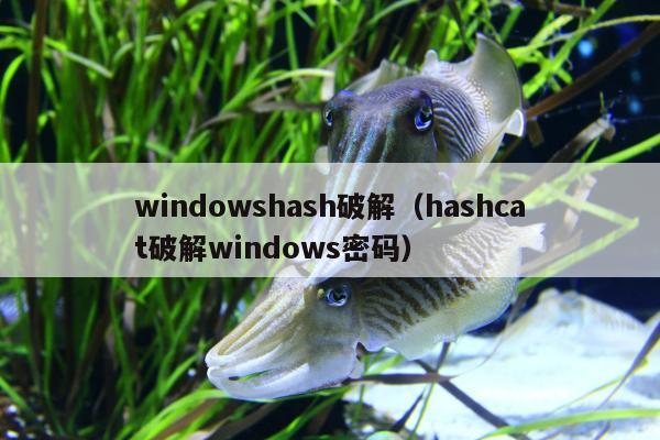 windowshash破解（hashcat破解windows密码）