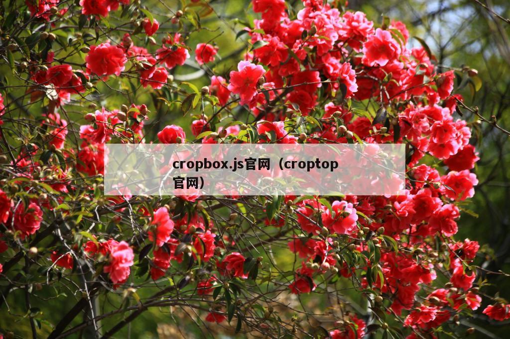 cropbox.js官网（croptop官网）